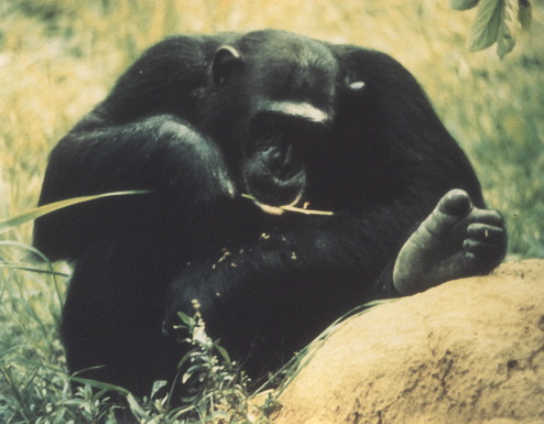 http://www.chimpanzoo.org/pics/african_notecards/LOT.JPG