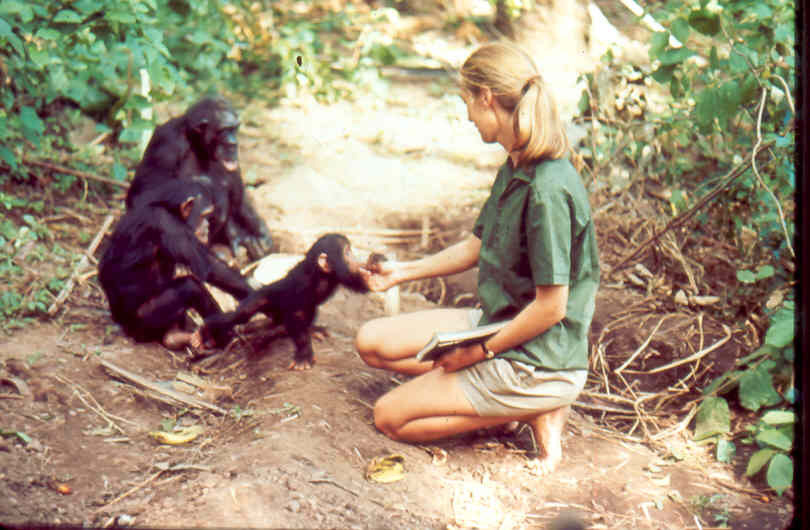 the life and contributions of jane goodall Women's intellectual contributions to the study of mind and society jane goodall 1934- jane also founded the jane goodall institute you can write them at . the life and contributions of jane goodall Women's intellectual contributions to the study of mind and society jane goodall 1934- jane also founded the jane goodall institute you can write them at .