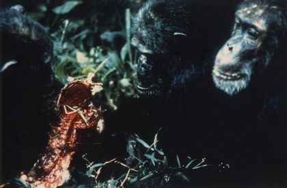 Chimpanzee Diet