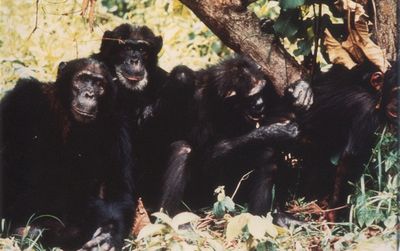 Chimpanzee on Chimpanzee Social Groups
