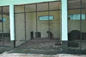 Description: DJ isolated in cage