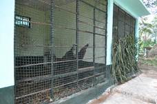 Description: Judith in her new cage, next to DJ and Sidibe