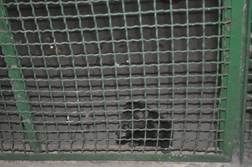 Description: Baby civet in grain room