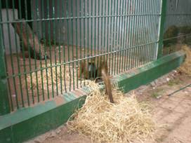 Description: Baboons receiving hay