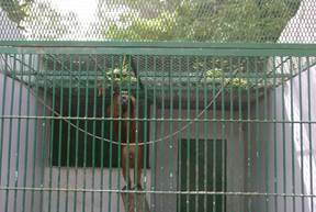 Description: Baboon getting grass fro top of his cage