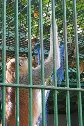 Description: Patas monkey geeting grass from top of cage