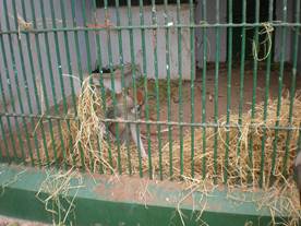 Description: Patas monkey receiving hay
