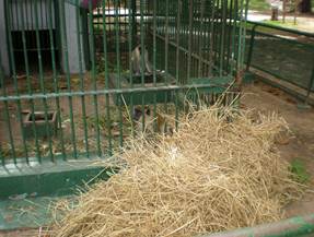 Description: Vervet monkeys receiving hay