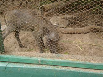 Description: Baby warthog happy in new cage